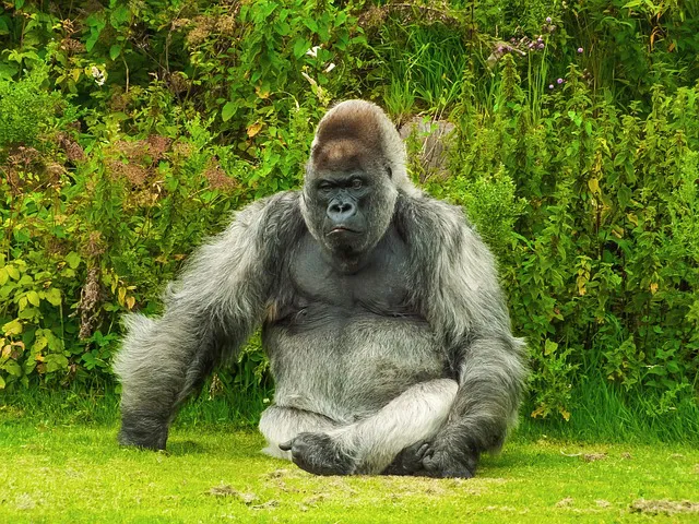 gorilla-1099264_640