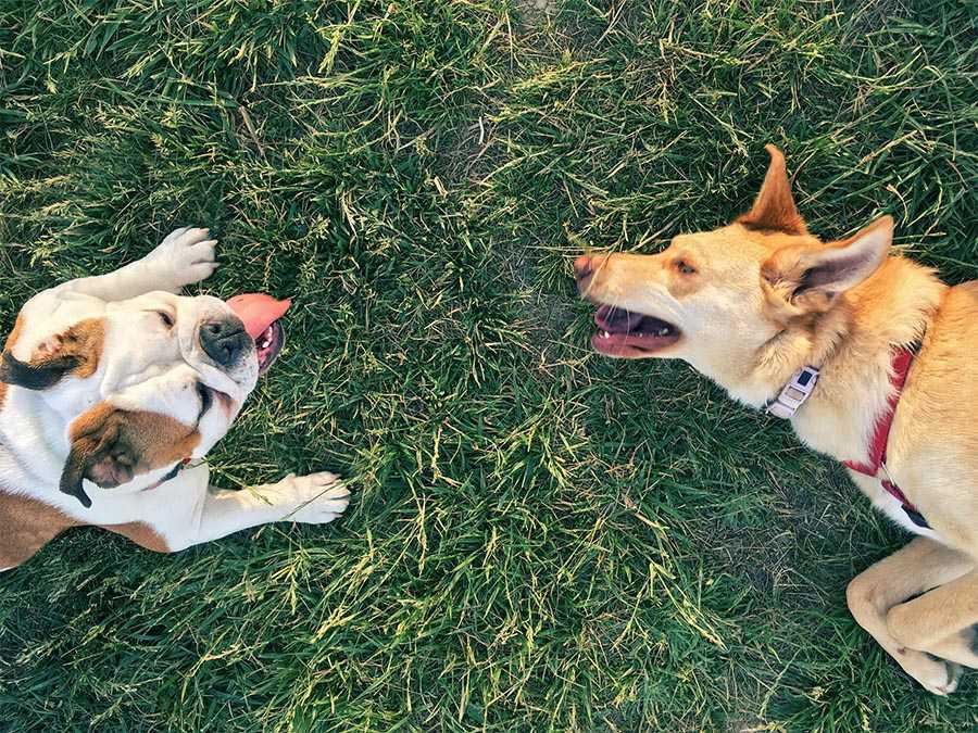 Perros uruguay